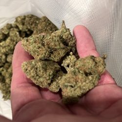 Indoor Exotic Cannabis Bulk Wholesale Units